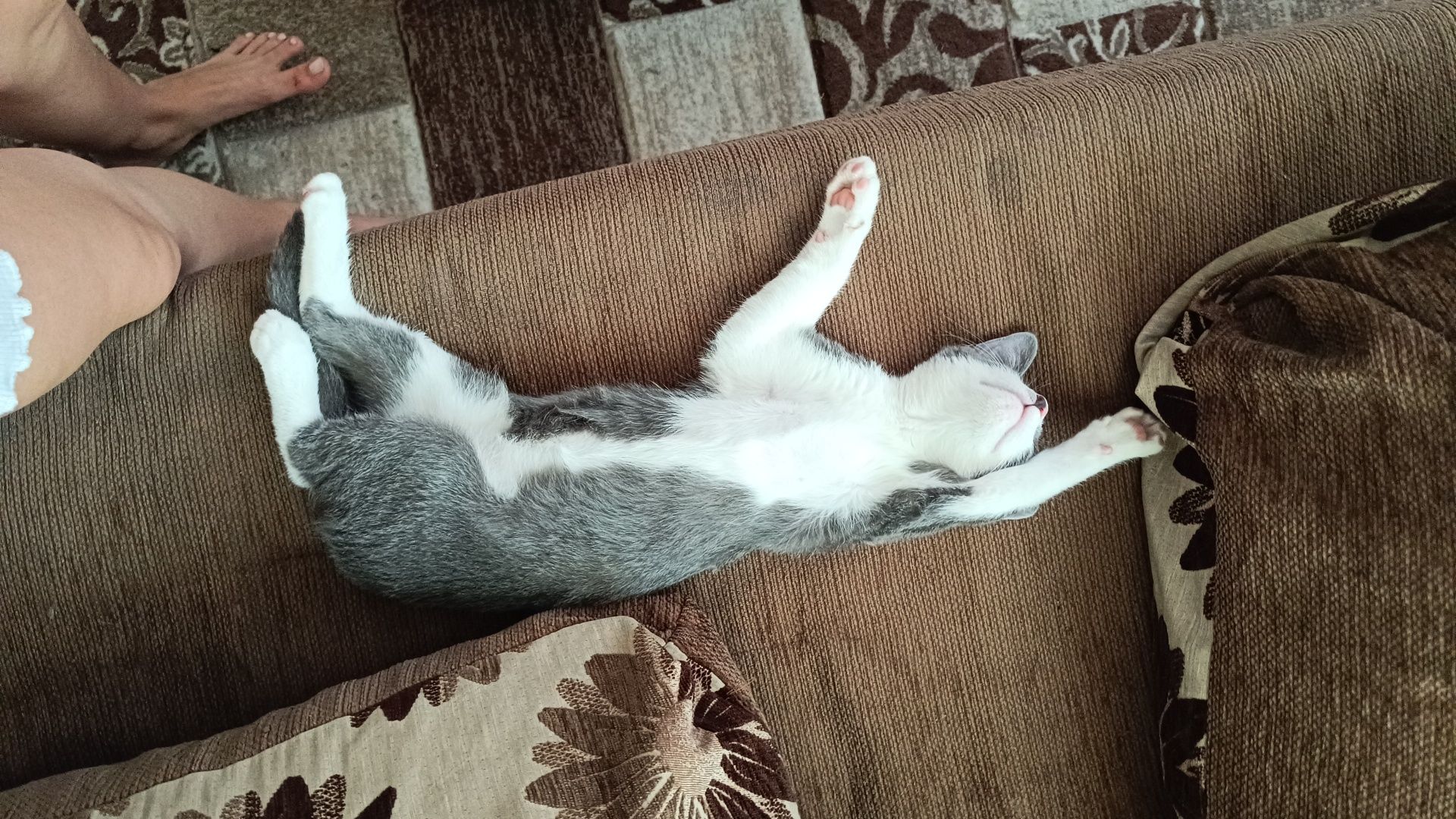 Pet sitter - Ingrijire si gazduire animale de companie
