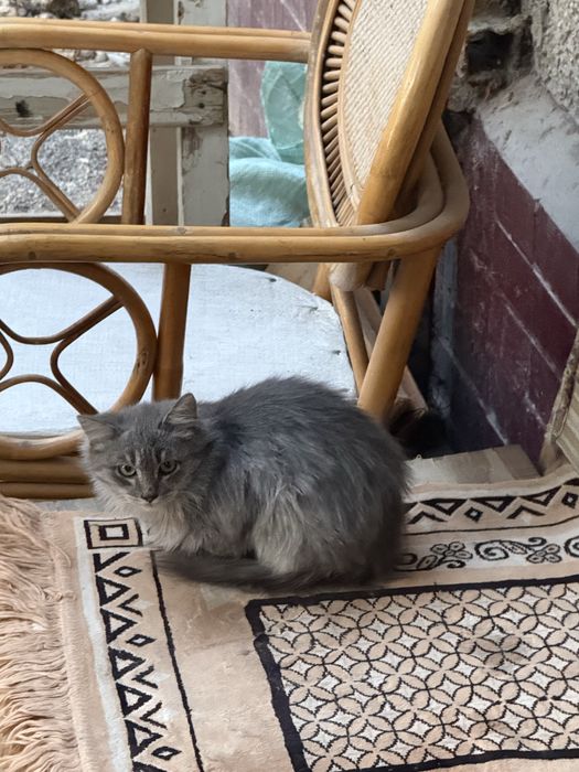 Красивый домашний пепельный котенок девочка