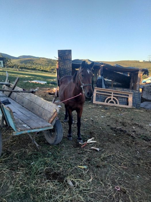 Vând cal de căruță și de padure