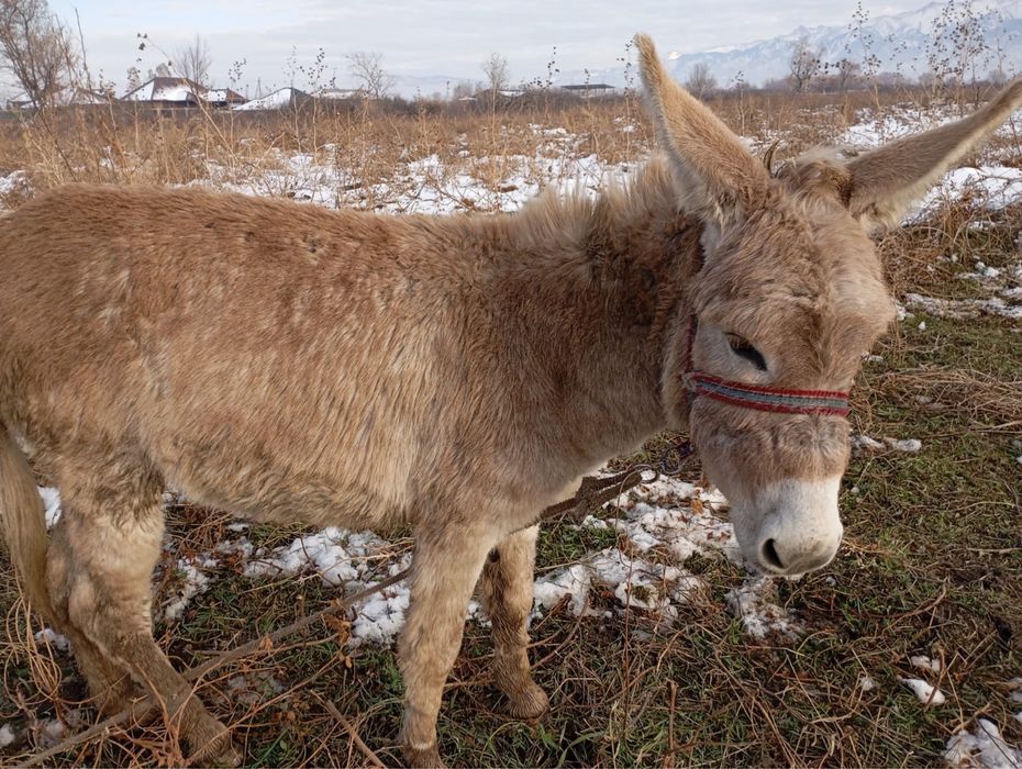 Продам два ишака