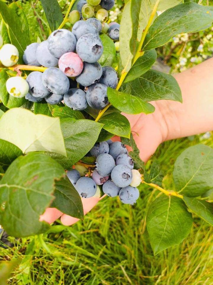 Vând plante cu rădăcină afini de tuburi Eliot și garbur și fructe pent