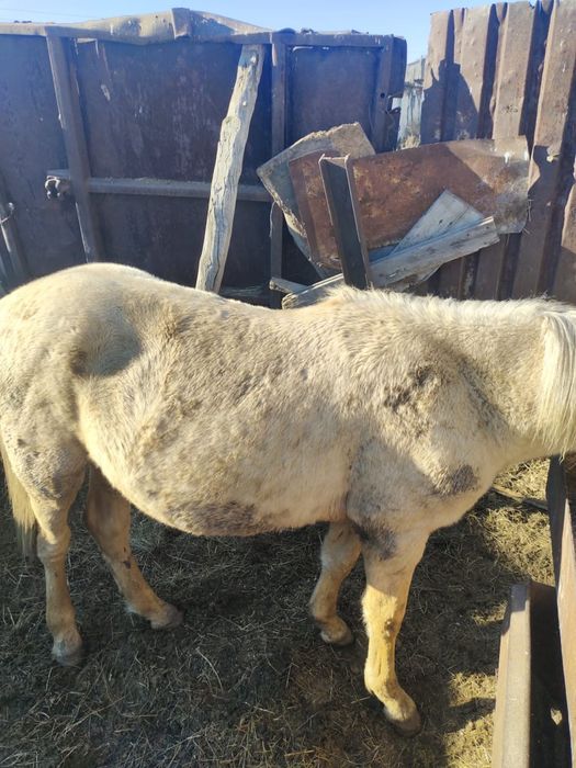 Продам тай недорого