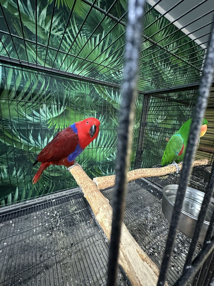 Pereche papagali Eclectus