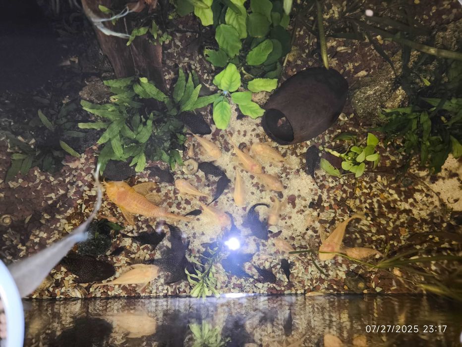 Acvariu 200l +capac cu 2 neoane, Macropodus, Ancistrus, Fluval307