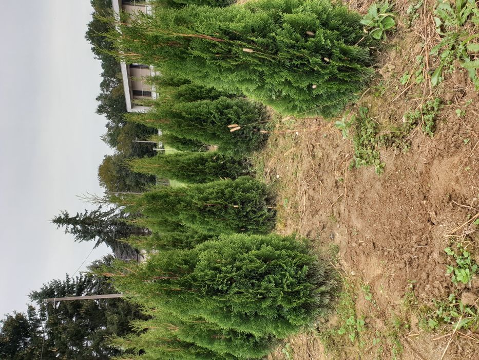 Tuia, brad, mesteacăn, tei, platan, magnolie si multe altele