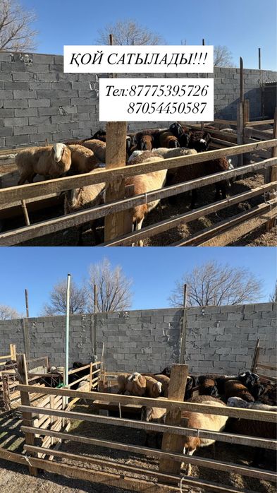 Қой сатылады.Хабарласыңыз.