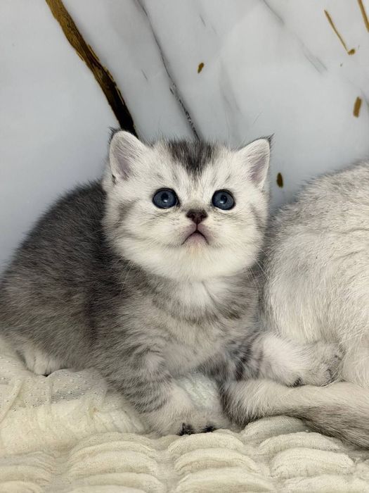 Скотиш страйт британская шиншилла мальчик 
Здоровый, активный 
Аппетит