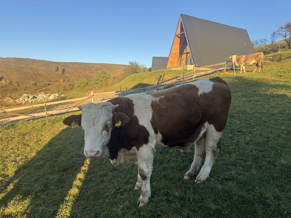 Vând tauraș de 9 luni, din rasa bălțată ramânească!