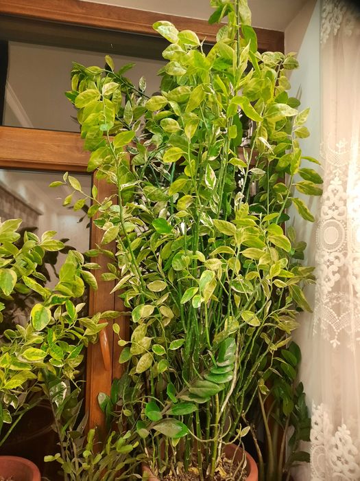 Педилантус пятнистый ,декоративное комнатное растение