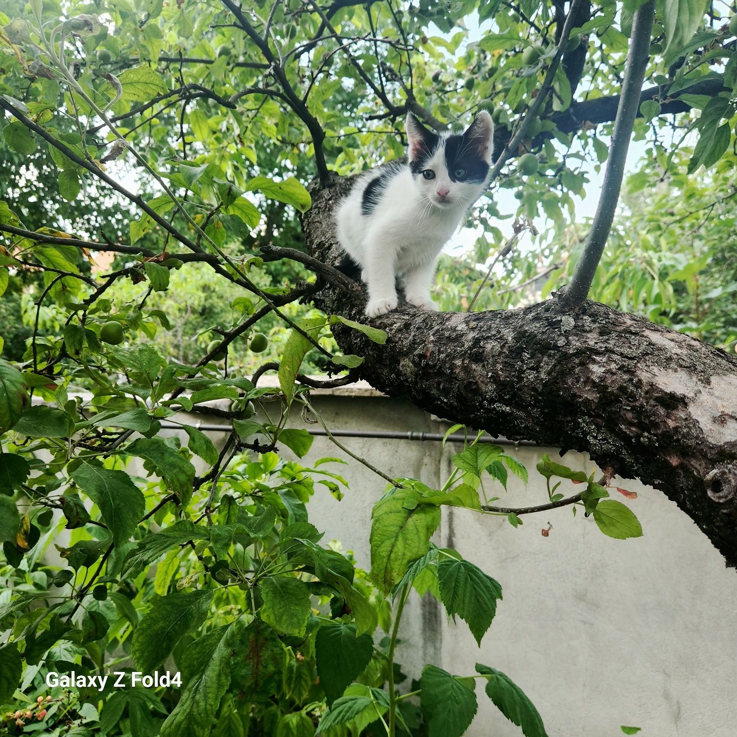 Подарявам сладки котенца