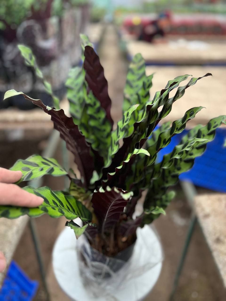 Xonaki gullar arzon narxlarda