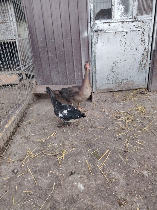 Vând pereche boboci rata leseasca