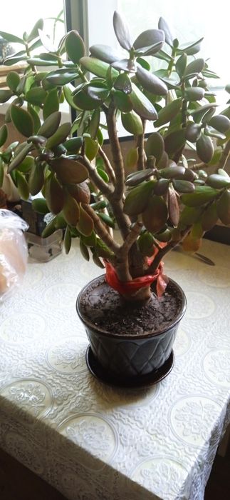 Комнатный цветок ему 15 лет