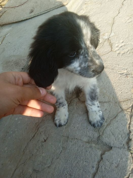 Kuchuk ovchi kuchuk toza