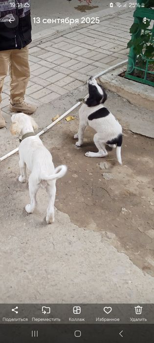 Тазы күшік сатылады