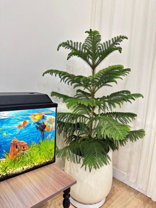 Продам горшок для цветов, деревьев на 40 литров, новый.