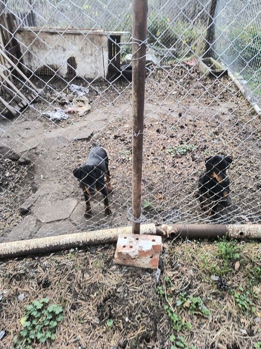 Ягтериери две женски на 6 месеца ваксинирани цена по 250 лв