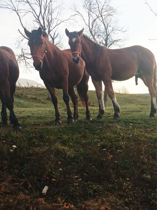 vand manz bine tinut