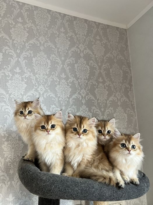 British golden cu pedigree