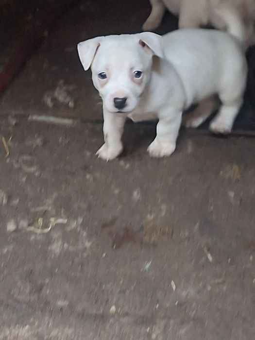 Джак ръсел териер