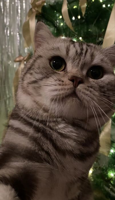 !Кот скоттиш-страйт ВЯЗКА!