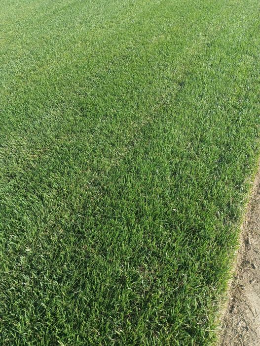 Gazon Rulou și sistem de irigare