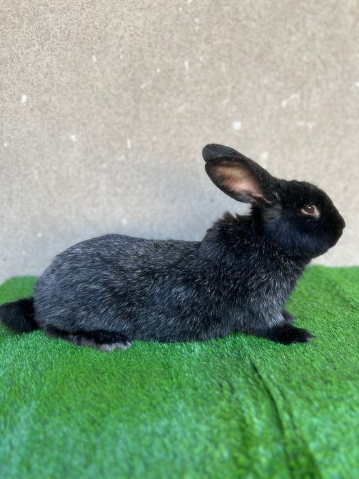 Полтавский серебристый кролик