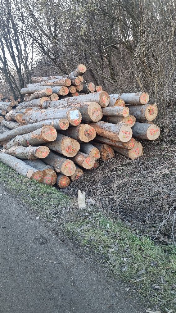 Lemn de foc Fag   USCATE    (325 lei metru ster sau 1300 lei stanjenu)
