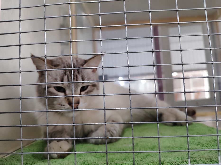 Ищем старых или новых хозяев