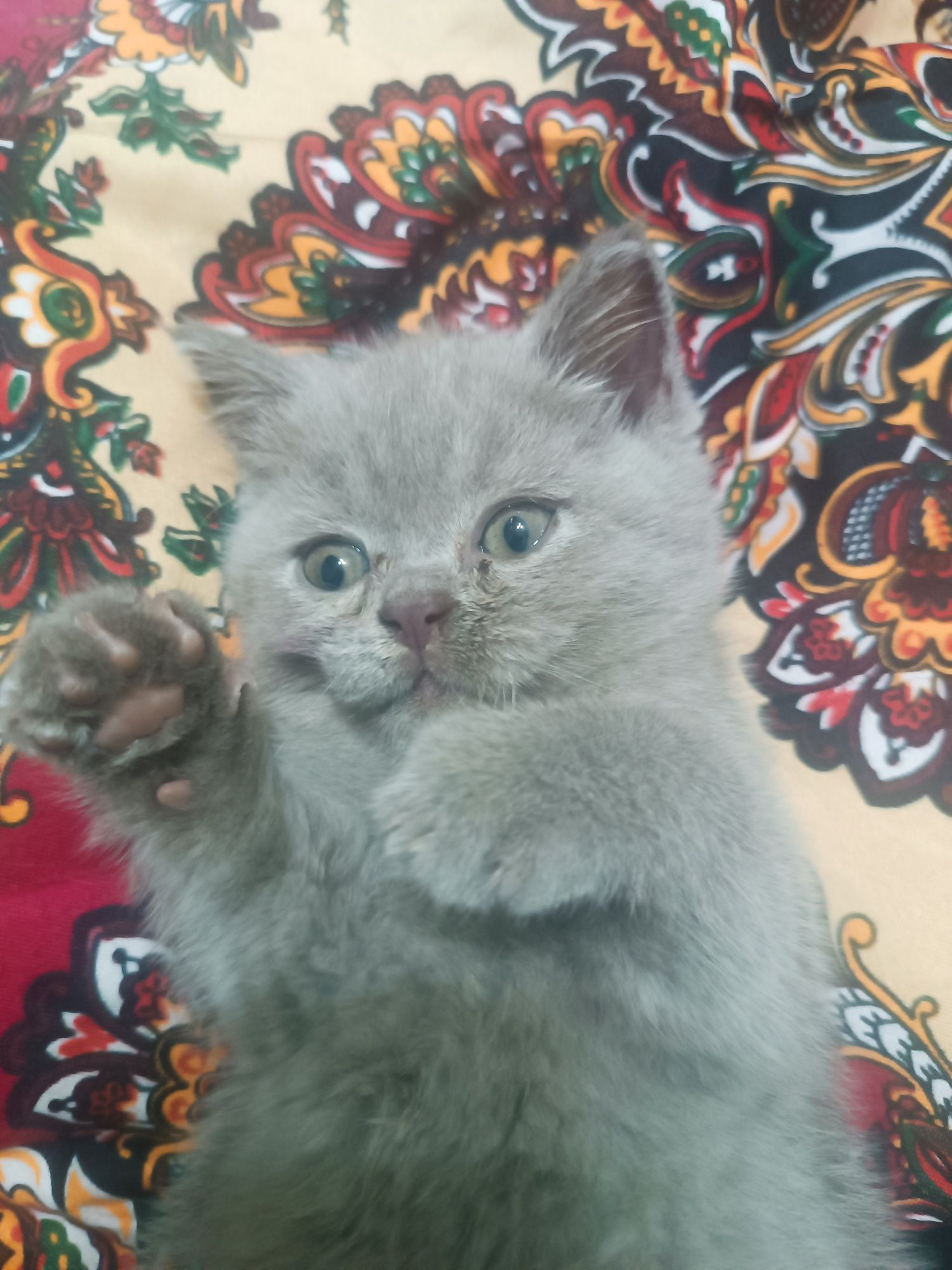 Кошки хароший кот знает латок