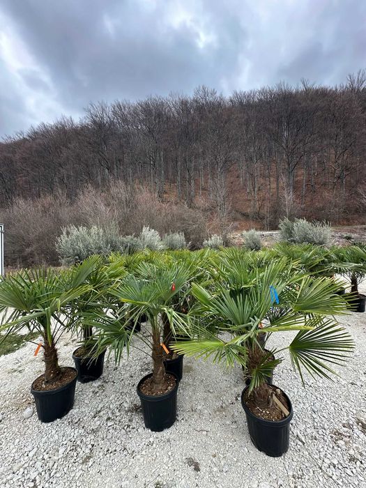 Plante Decorative pentru Amenajări Exterioare de Vis