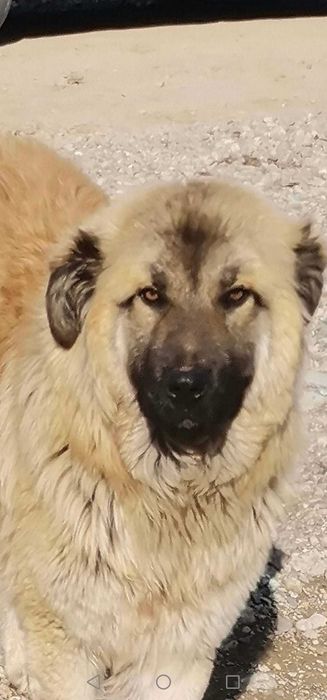 Adoptie adult metis ciobanesc