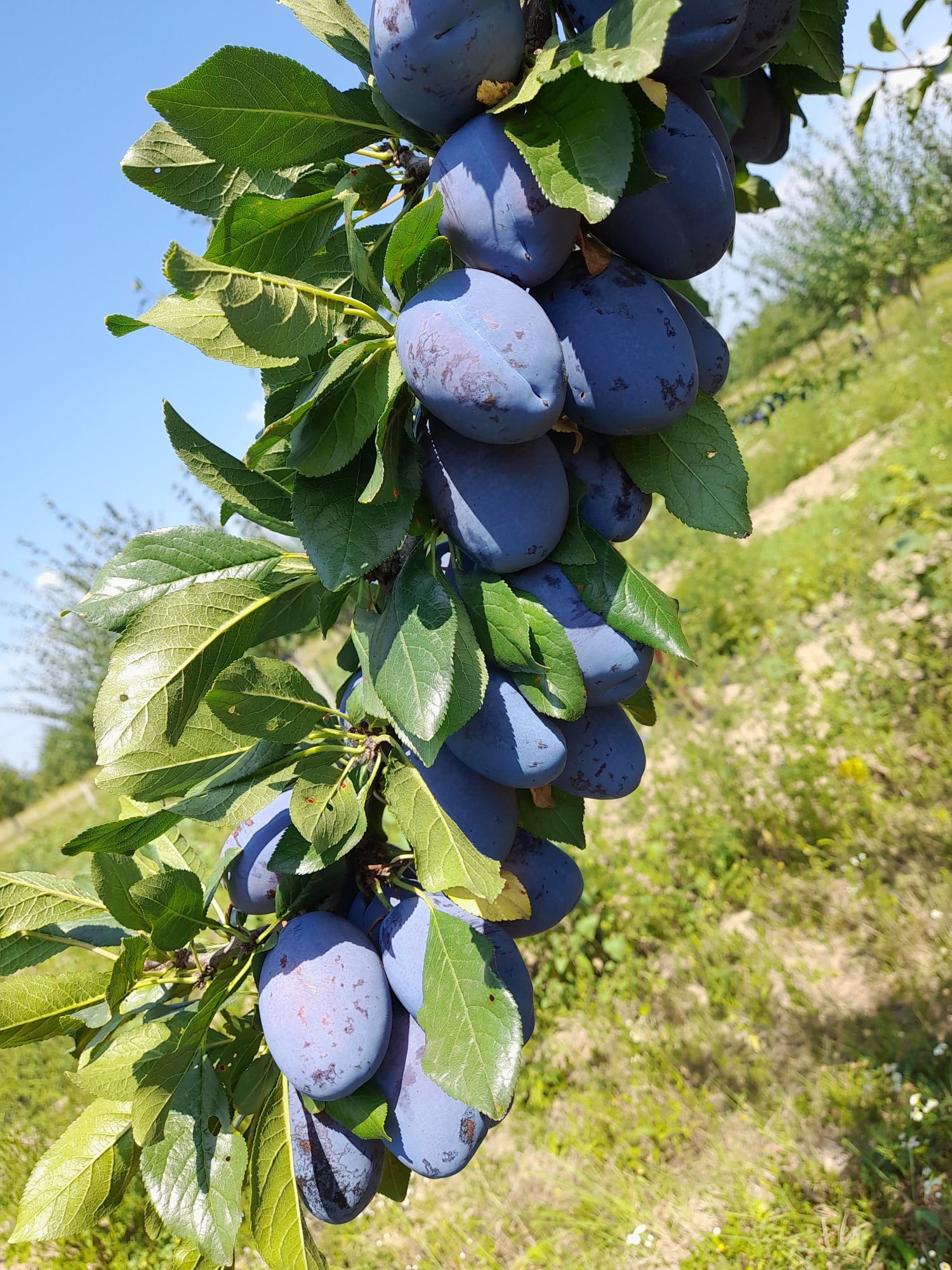 Prune de vânzare.