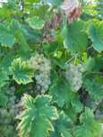 Vând Struguri de vin productie proprie 2025