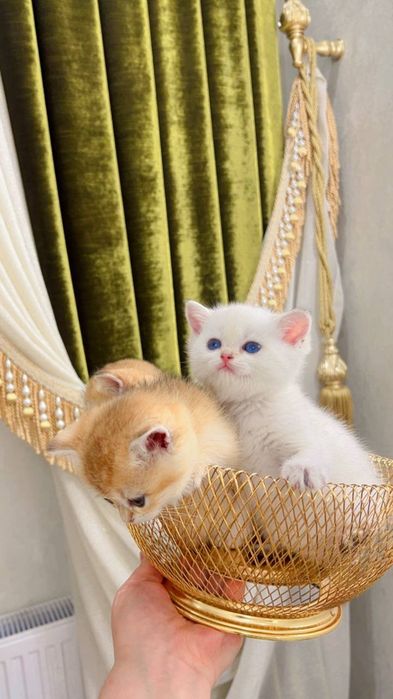 Тоза зотли золотой шиншила