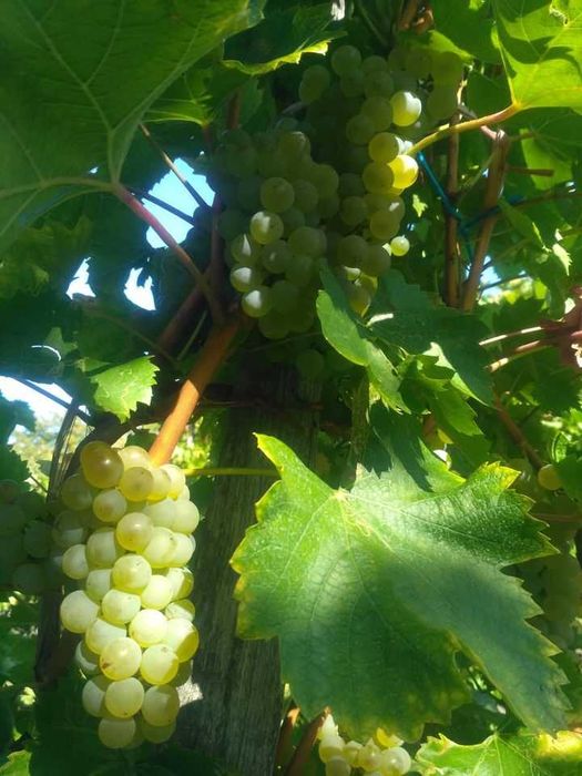 Vând struguri pentru vin (producția a câștigat medalie de aur)