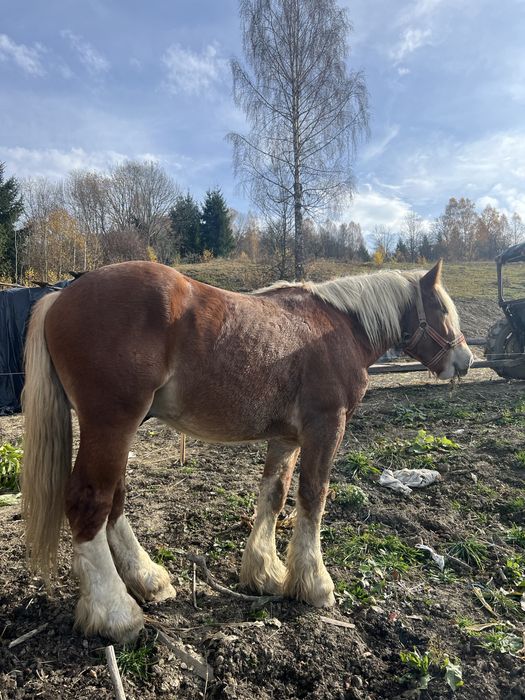 Vând armasar de 3 anii