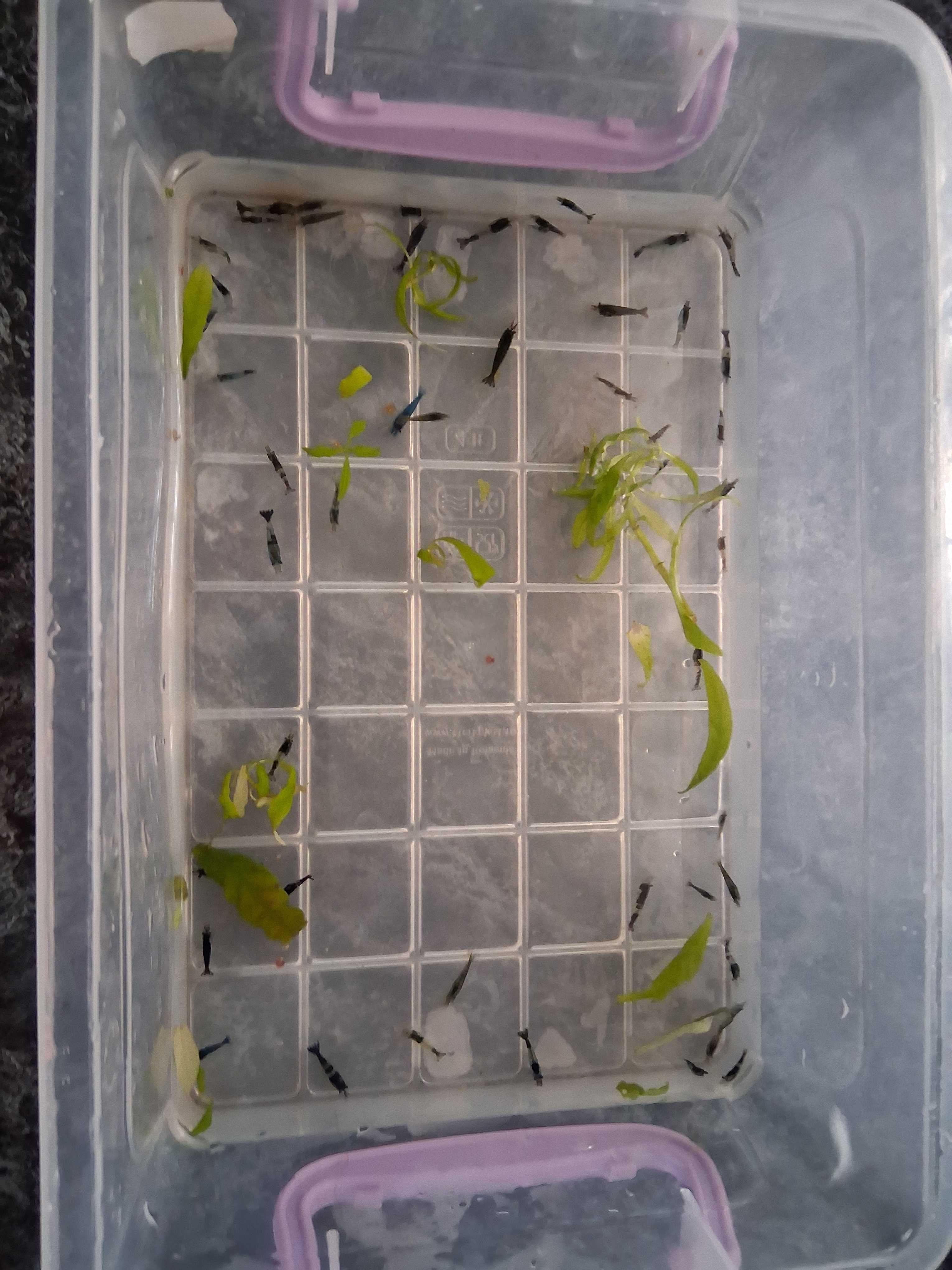 Creveti de acvariu blue cherry