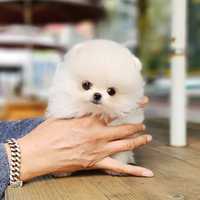 Pomeranian puppy