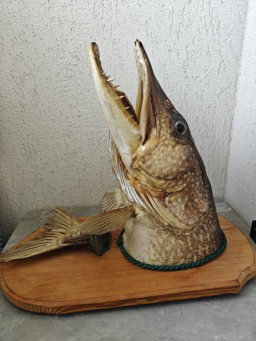 Trofeu știucă împăiată peste 23-28kg