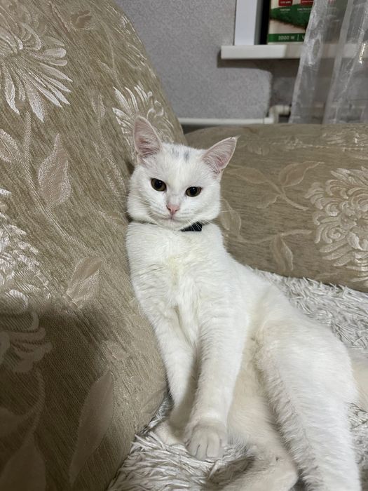 Отдадим кошку в добрые руки