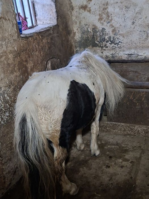 Vând poneiță talie mică