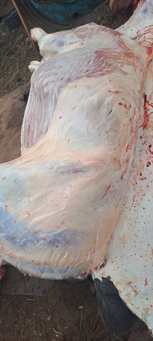 Семіз Байтал сатылады сойылып дайын тұр