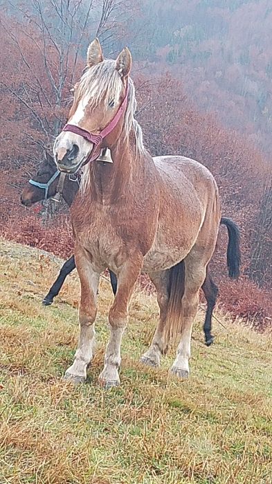 Vând   iapa  garantata