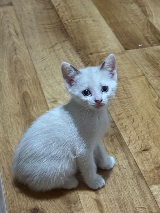 Продам сиамских котят
