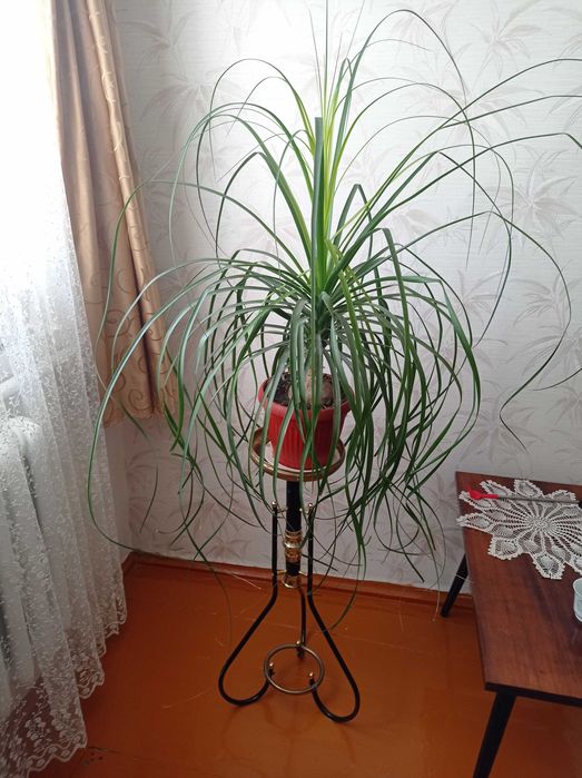 Продам комнатный цветок