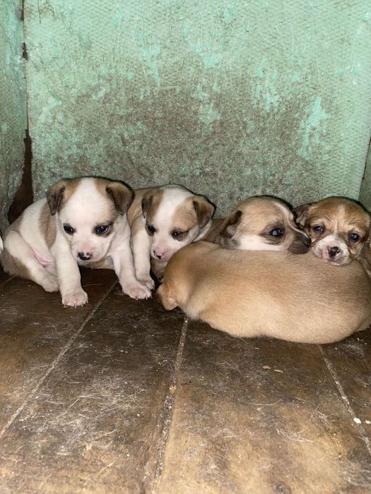 Продавам малко чихуахуа и пинчерчета