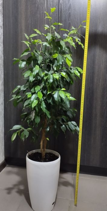 Фикус Бенжамина высота горшка 33см высота цветка вместе с горшком 100с