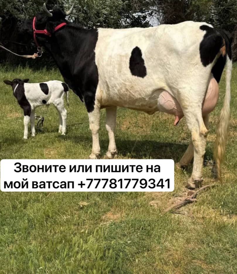 Продам Корову Порода Фросон