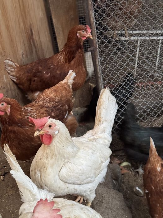 Куры- несушки домашние